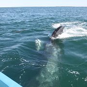IMG 0001 2 (375)